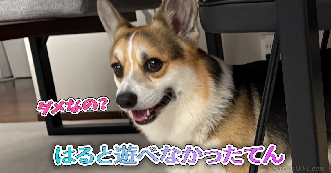 はると遊べなかったてん