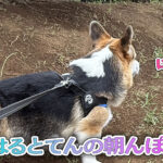 はるとてんの朝んぽ！
