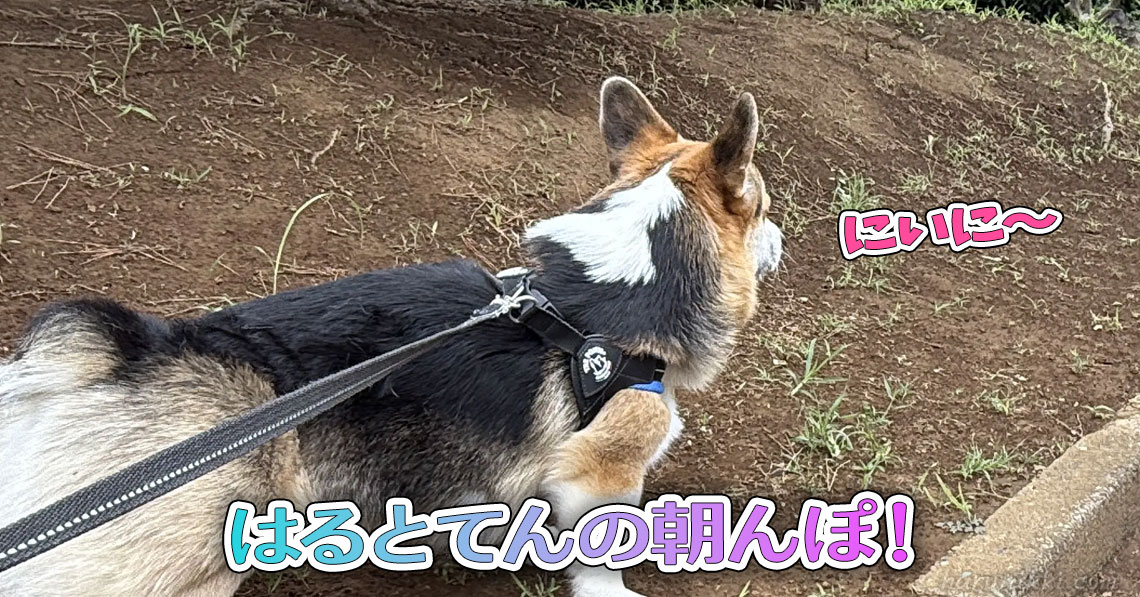 はるとてんの朝んぽ！