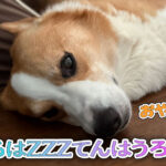 はるはZZZてんはうろうろ