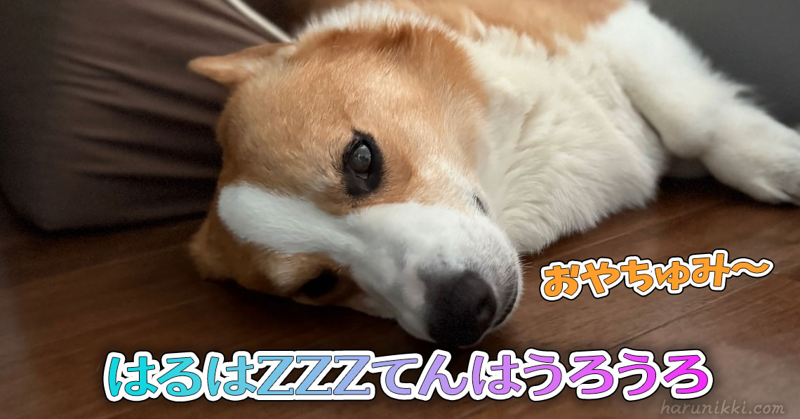はるはZZZてんはうろうろ