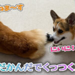 なんだかんだでくっつく2ぴき