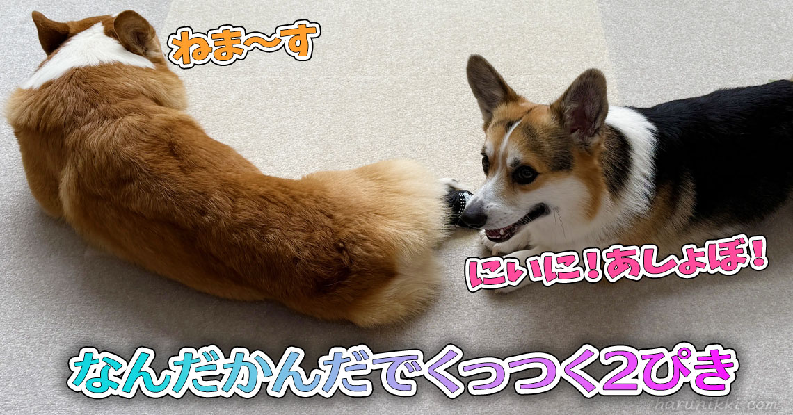 なんだかんだでくっつく2ぴき