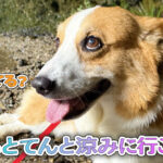 はるとてんと涼みに行こう！