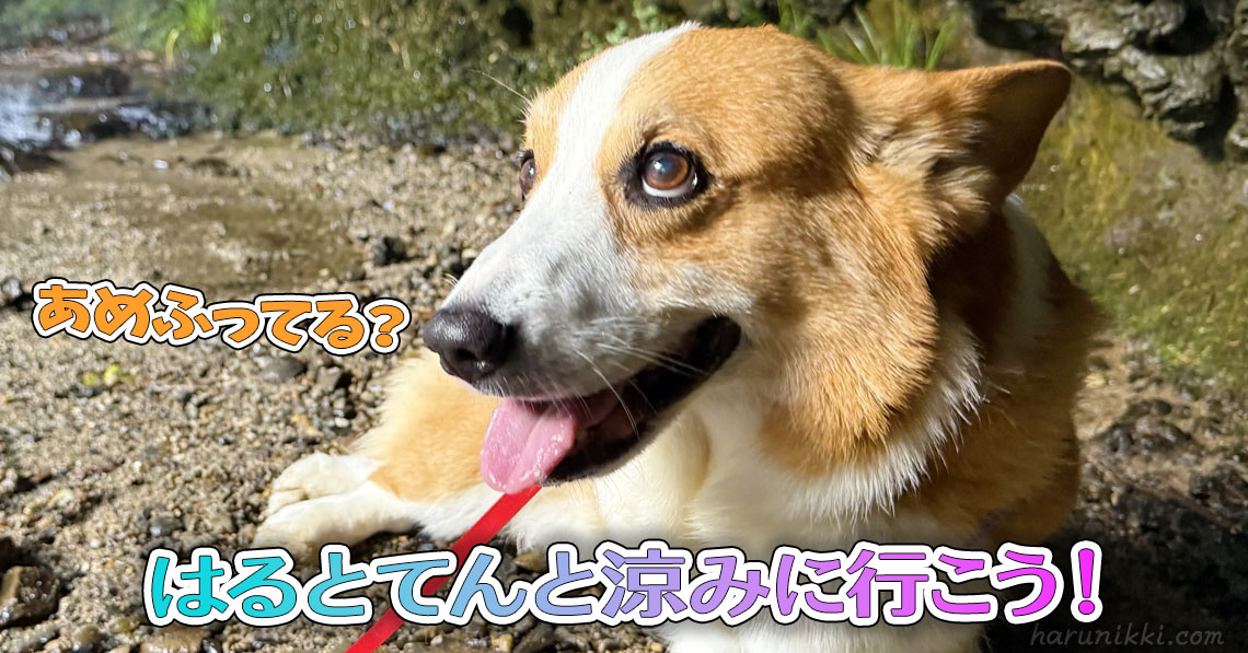はるとてんと涼みに行こう！