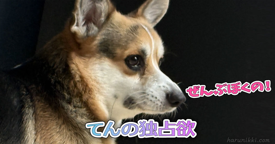 てんの独占欲