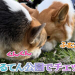 はるてん公園でチェック