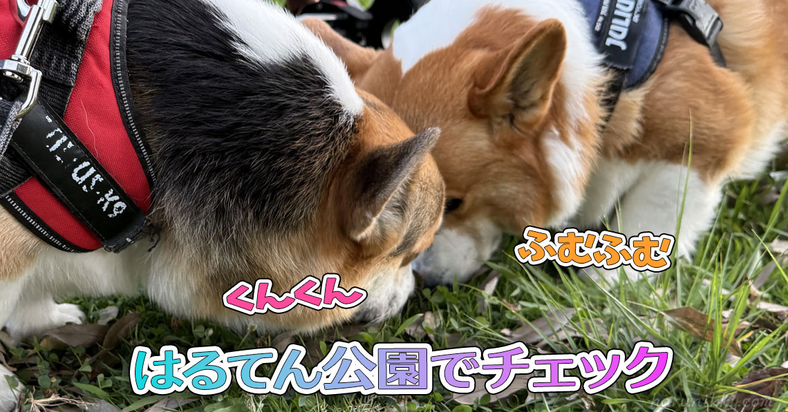 はるてん公園でチェック