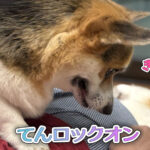 てんロックオン