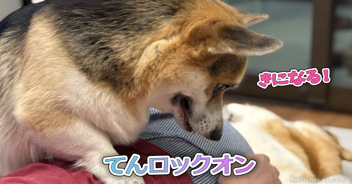 てんロックオン