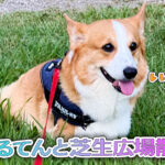 はるてんと芝生広場散歩