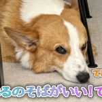 はるのそばがいい！てん