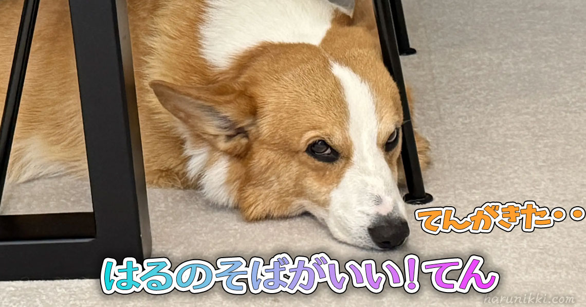 はるのそばがいい！てん