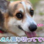 はるさん張り切っててくてく