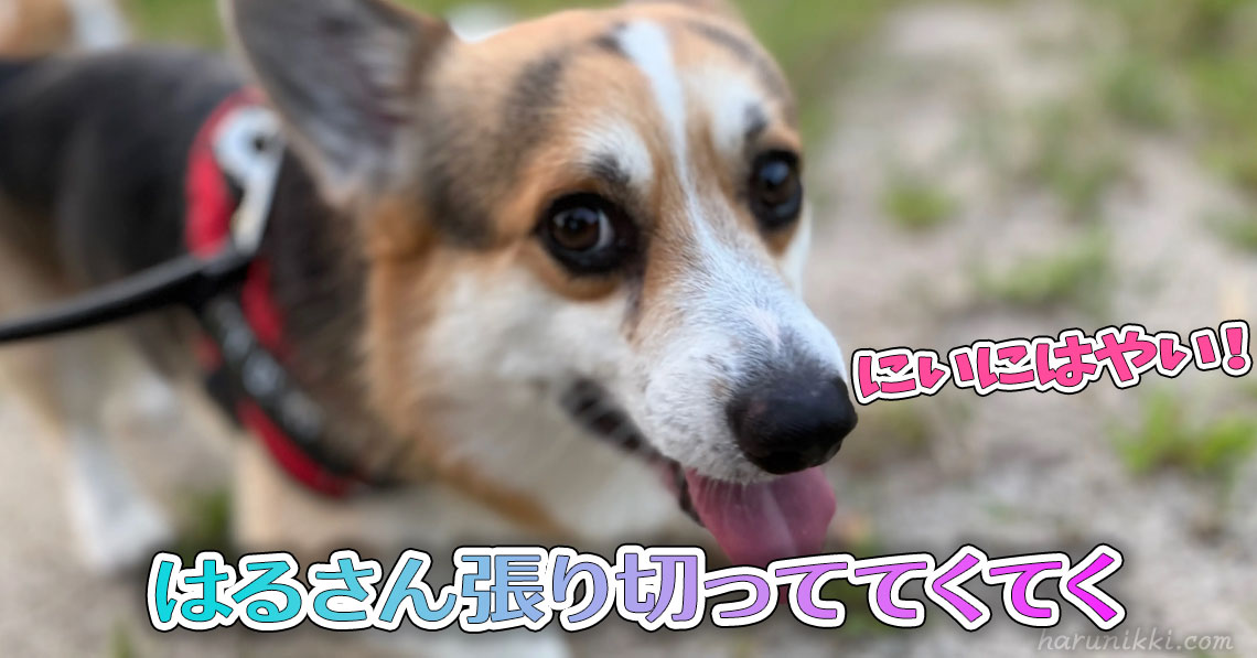 はるさん張り切っててくてく