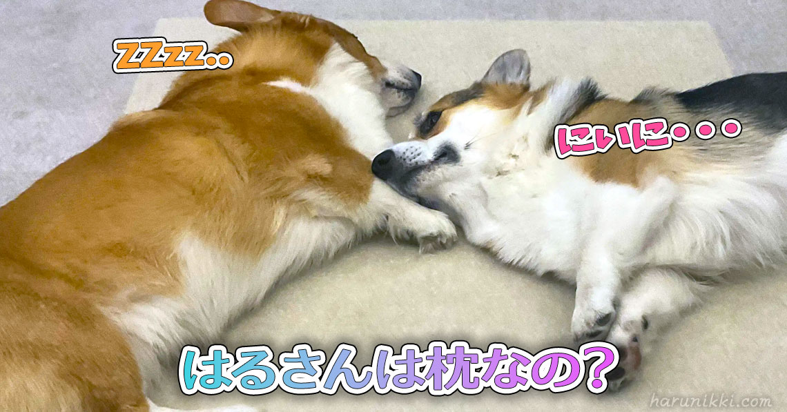 はるさんは枕なの？