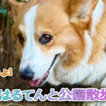 はるてんと公園散歩