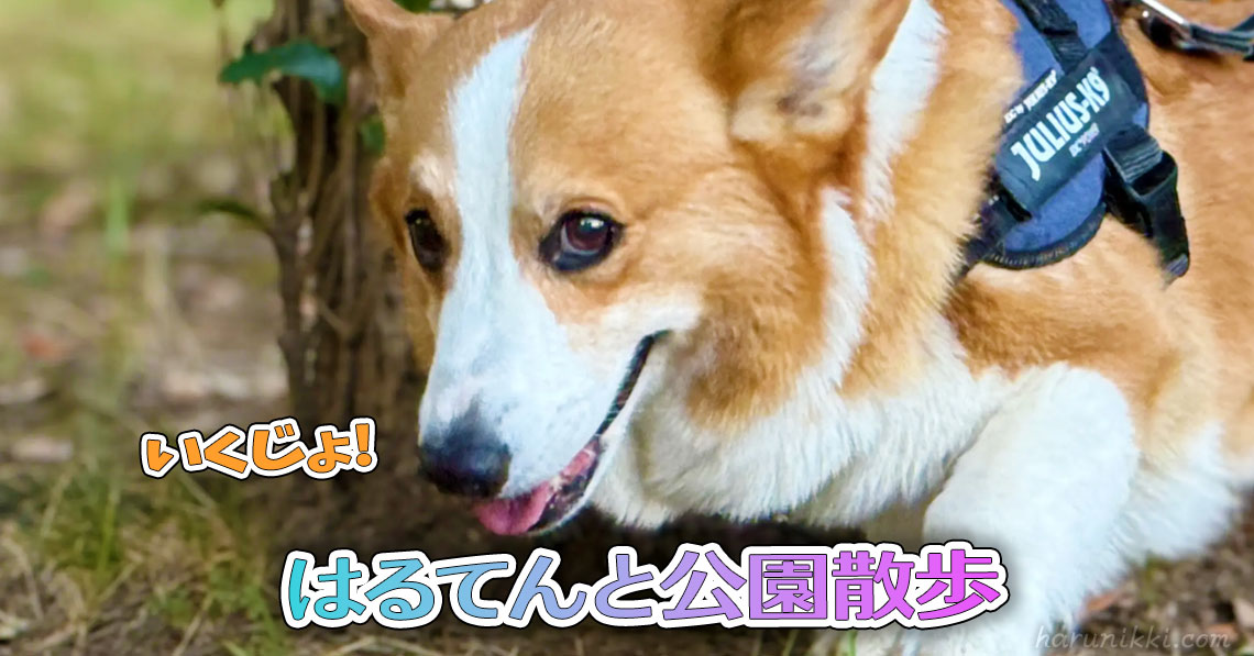 はるてんと公園散歩