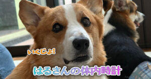 はるさんの体内時計