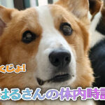 はるさんの体内時計