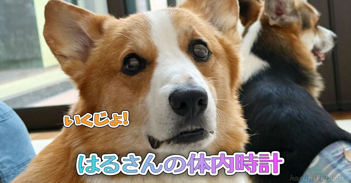 はるさんの体内時計