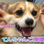 てんちゃんご機嫌