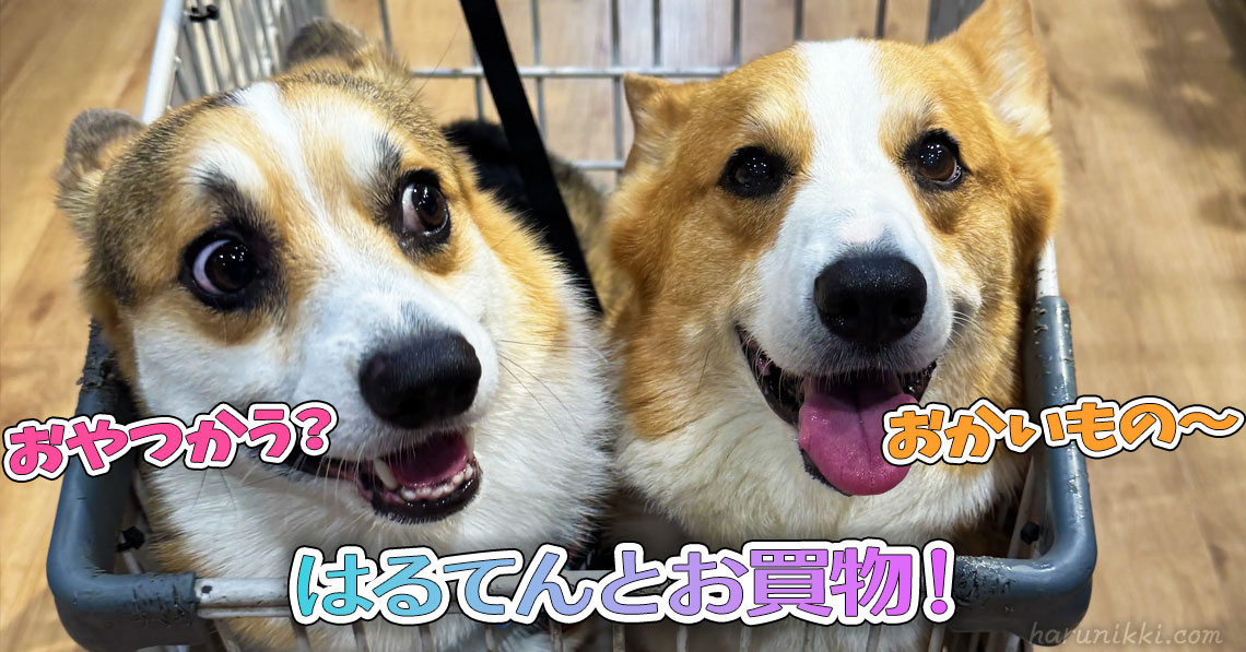 はるてんとお買物！