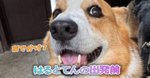 はるとてんの出発前
