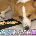 はるは隙間でてんは自由に