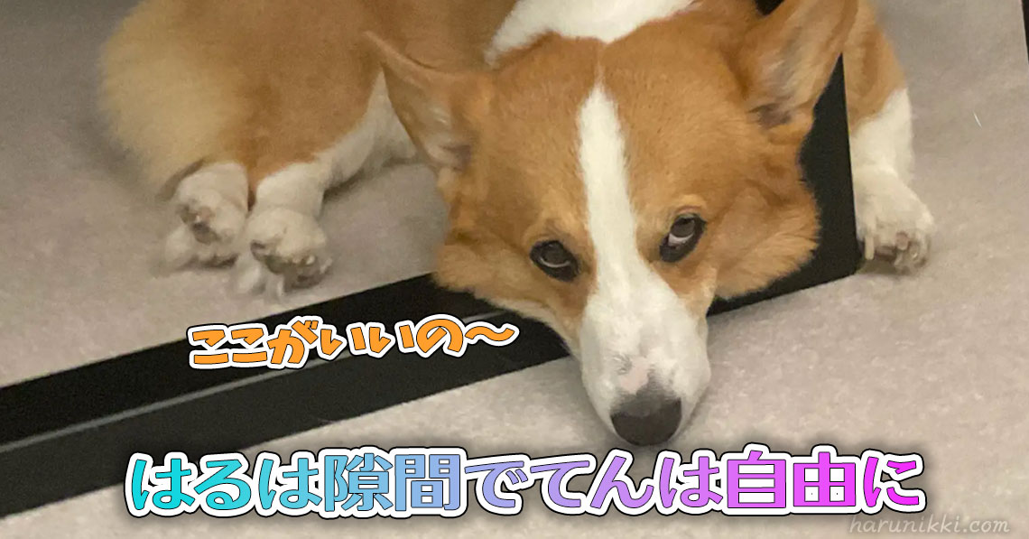 はるは隙間でてんは自由に
