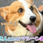 はるさんnewマシーンお散歩