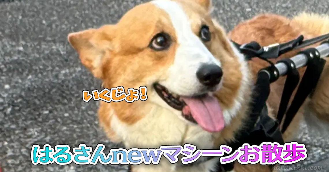 はるさんnewマシーンお散歩