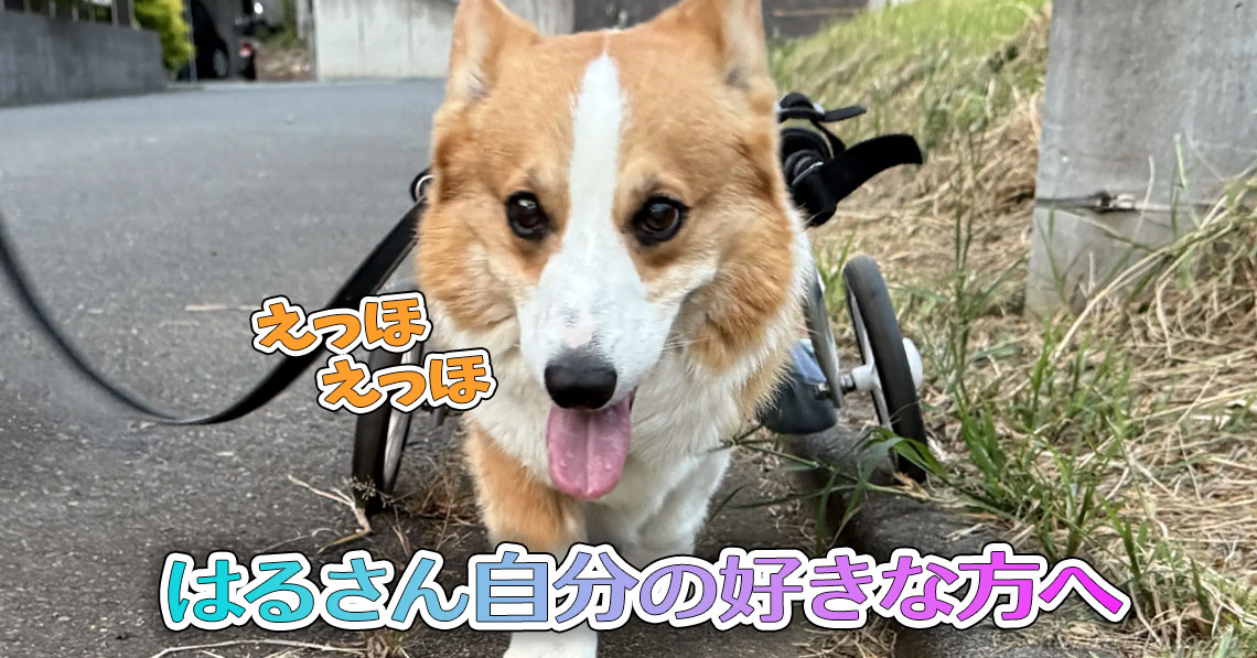 はるさん自分の好きな方へ