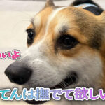 てんは撫でて欲しい