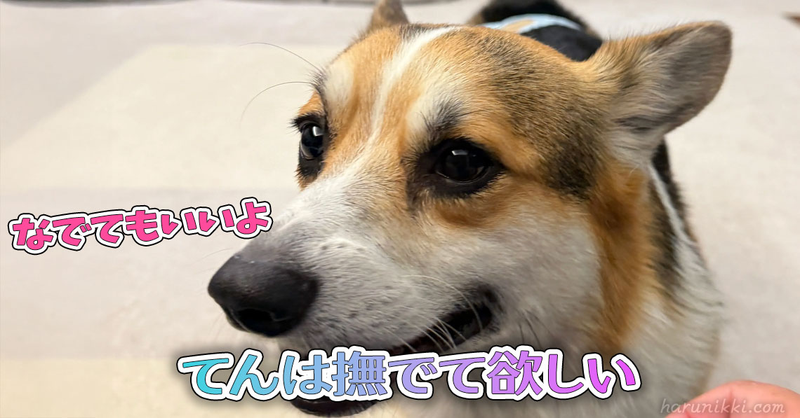 てんは撫でて欲しい