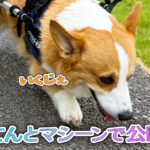 はるてんとマシーンで公園散歩