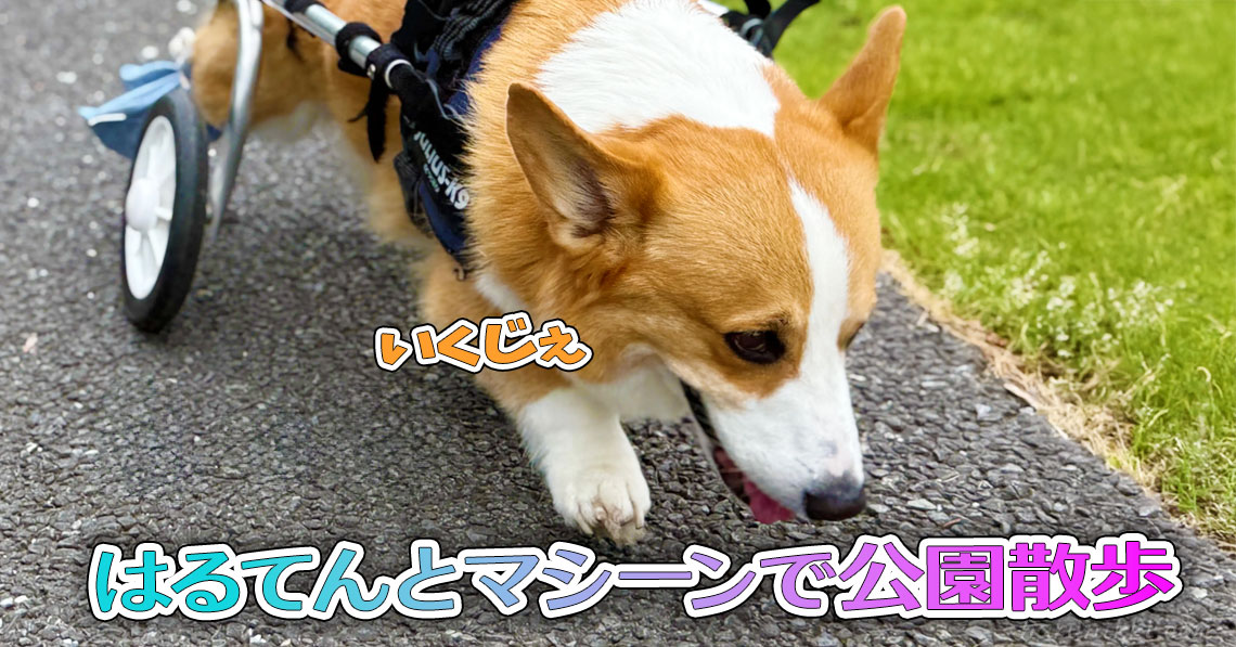 はるてんとマシーンで公園散歩