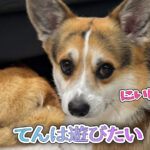 てんは遊びたい