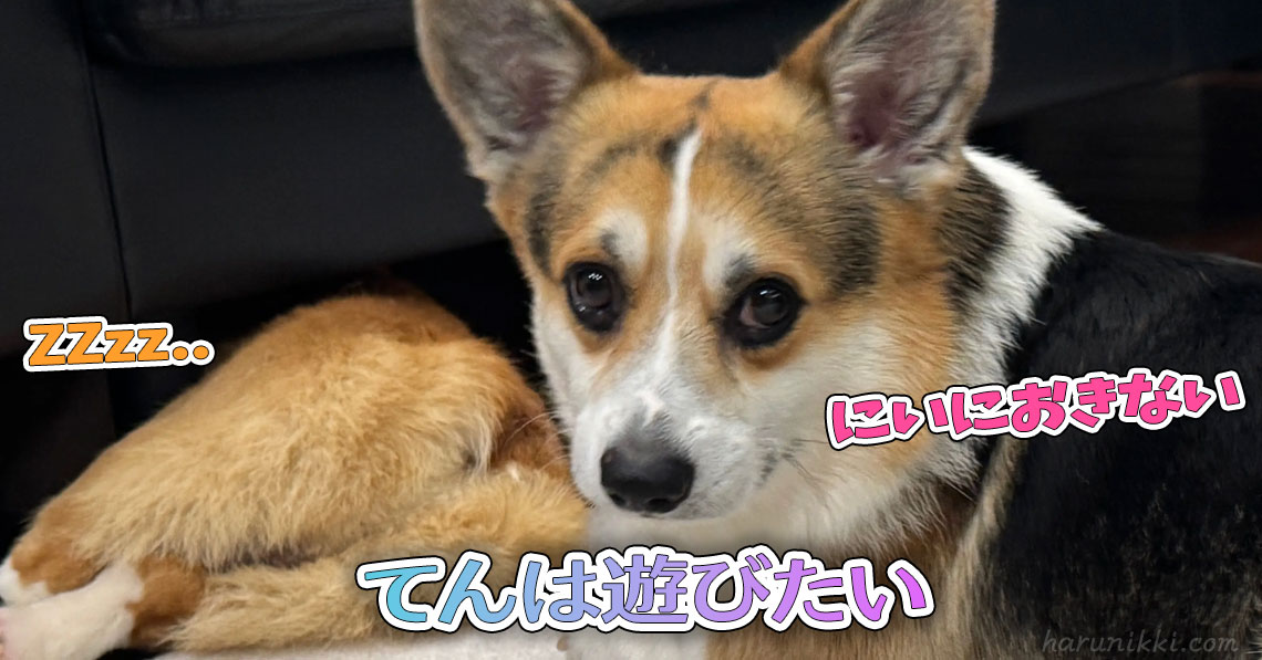 てんは遊びたい