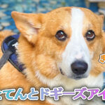 はるとてんとドギーズアイランド
