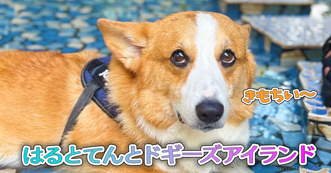 はるとてんとドギーズアイランド