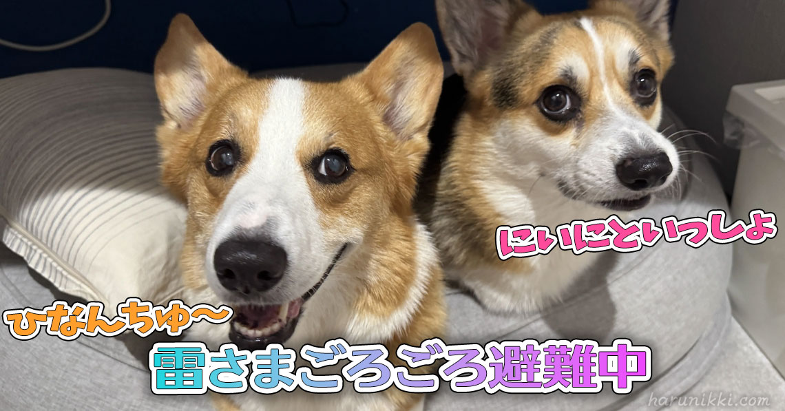 雷さまごろごろ避難中