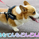 はるもてんもどんどん進む