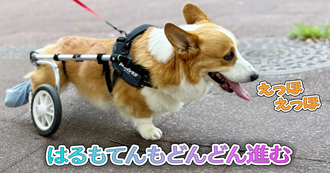 はるもてんもどんどん進む