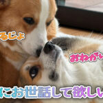 はるにお世話して欲しいてん
