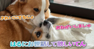 はるにお世話して欲しいてん