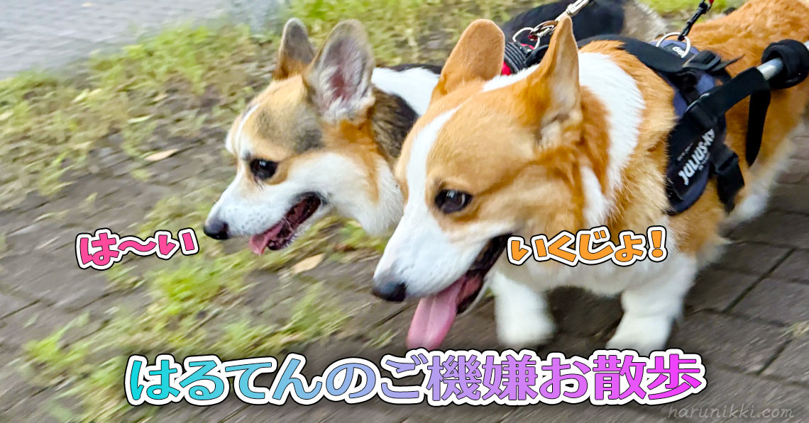 はるてんのご機嫌お散歩