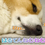 はるてんねむねむ