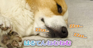 はるてんねむねむ