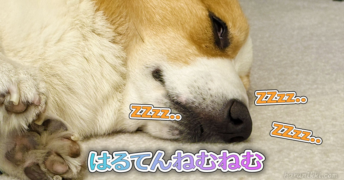 はるてんねむねむ